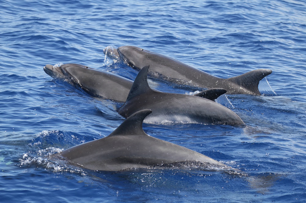 Groupe de grands dauphins en Corse, septembre 2020 (mission Tursmed 1). Chaque individu peut être identifié grâce aux marques individuelles et pérennes (encoches et cicatrices) situées sur la nageoire dorsale (Miraceti)