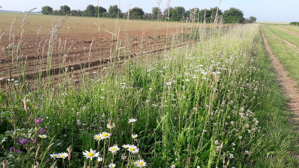 Le printemps, le bon moment pour évaluer l’état agroécologique des bords de champs