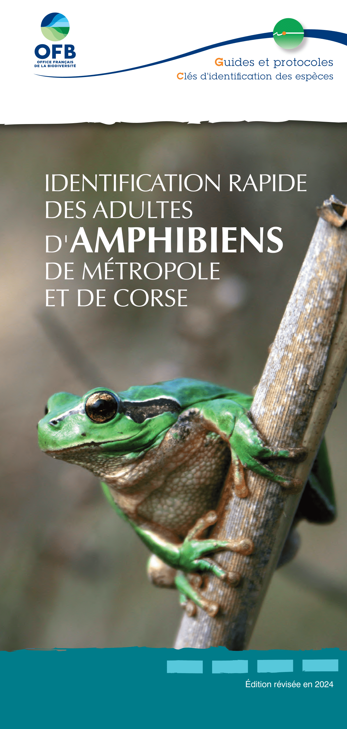 Guides & protocoles 2024, Identificationrapide des Amphibiens de métropole et deCorse (couverture, OFB)