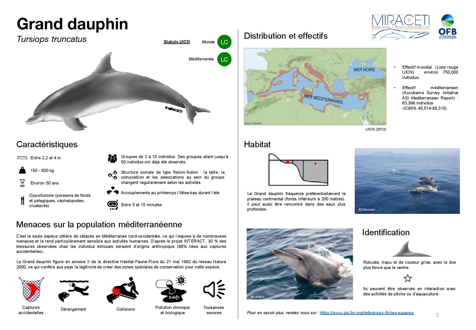 Le grand dauphin : taille, longévité, répartition, statut de conservation