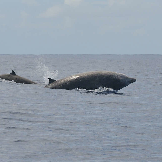Baleine à bec de Cuvier ou Ziphius (Laurent Bouveret, Ommag)