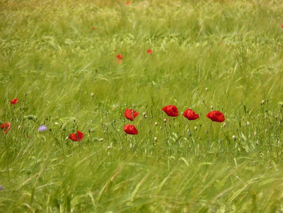 Coquelicots (Papaver rhoeas) dans une culture de céréales (Benjamin Guichard, OFB)