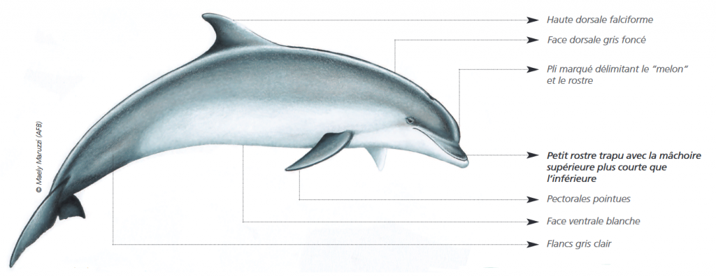 Biologie du grand dauphin - GECC