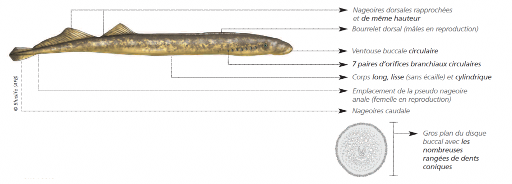 Schéma explicatif de la morphologie de la Lamproie marine