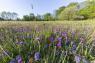 Prairie fleurie (Philippe Massit/OFB)