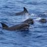 Groupe de Péponocéphales en Guadeloupe (Jordane Chazal, Ommag)