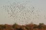 Canards en vol.jpg