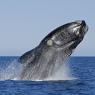 Baleine franche australe sautant et retombant au dessus de l'eau (Gérard Soury, Biosphoto)