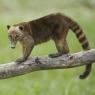 Coati roux à queue annelée, en Amérique du sud (Damien Laversanne, Biosphoto)