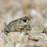 Crapaud calamite (Stéphane Beillard, OFB)