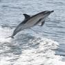 Dauphin commun en saut dans la baie de Douarnenez (Mickaël Buanic, OFB)