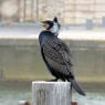 FE_Grand-cormoran_Phalacrocorax-carbo_Océane-Roquinar'ch