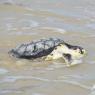 Tortue de Kemp (Benjamin Guichard, OFB)