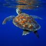 Tortue verte dans les eaux martiniquaises (Benjamin Guichard, OFB)