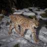 Lynx en déplacement nocturne (piège photo, Philippe Massit et Stéphane Regazzoni, OFB)