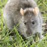 Rat surmulot dans l'herbe en Turquie, 2020 (Zeynel Cebeci, CC BY SA 4.0 via Wikimedia Commons)