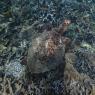 Tortue imbriquée s'alimentant dans le récif de Ngouja, PNM de Mayotte (Julie Molinier)
