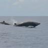 Baleine à bec de Cuvier ou Ziphius (Laurent Bouveret, Ommag)