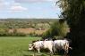 Vaches cherchant l'ombre d'une haie dans le Calvados (Xavière Grosbois, OFB)