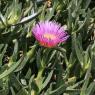 Griffe de sorcière ou Ficoïde, Carpobrotus (Philippe Massit, OFB)