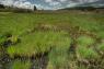 Zone humide de la queue du lac de Saint-Point, un des plus grands lacs naturels de France (Sébastien Lamy, OFB)