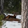 Mouflon de corse (Franck Fetzner, OFB)