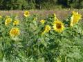Tournesols et céréales (Isabelle Losinger, OFB)