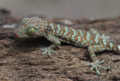 2021_EEE_Martinique_Recherche_Gekko.png