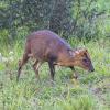 Cerf Muntjac au zoo d'Amnéville (Philippe Massit, OFB)