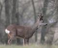 Brocard avec ses bois en velours (Benoit Hamann)