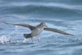 Puffin des Baléares en mer d'Iroise (A. Lambretchs/OFB)