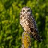 Hibou des marais (Stéphane Bouilland, Hemis)