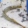 Lamproie marine dans la rivière Dordogne, pêchée au filet (Philippe Massit, OFB)