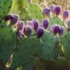 Oponce stricte en fruits (Jean-Michel Groult, Biosphoto)