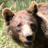 Ours brun dans les Pyrénées-Orientales en 2010 (Daniel Coutelier, Terra)