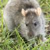 Rat surmulot dans l'herbe en Turquie, 2020 (Zeynel Cebeci, CC BY SA 4.0 via Wikimedia Commons)