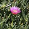 Griffe de sorcière ou Ficoïde, Carpobrotus (Philippe Massit, OFB)