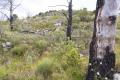 La végétation de Castel Del Lupo sur la commune de Castellar, moins de 10 ans après un incendie (Philippe Massit)