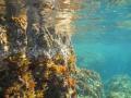 Fonds rocheux dans la réserve naturelle marine de Cerbère-Banyuls (Emmanuelle Rivas)
