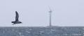 Puffin des Baléares évoluant à proximité d’une éolienne offshore, août 2021 (Adrien Lambrechts, OFB)