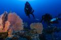 Inventaire de la faune de la zone profonde entre 50 et 150m dans le cadre du programme MesoMay, parc naturel marin de Mayotte (Sébastien Quaglietti, OFB)