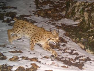 Lynx_H.Gléréan (ONF )/ J.Bailly (RNHC)