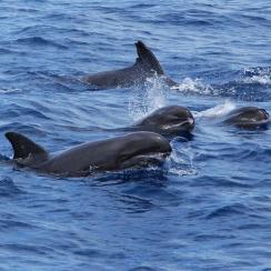 Groupe de Péponocéphales en Guadeloupe (Jordane Chazal, Ommag)