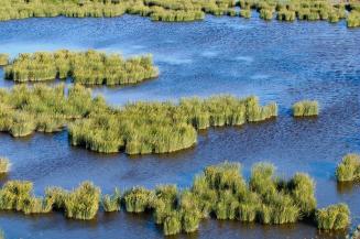 Site classé des marais de la Tour Carbonnière sur la commune de Saint-Laurent-d'Aigouze, Arnaud Bouissou / Terra