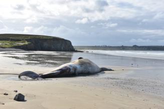 Rorqual commun échoué sur la plage de Kerloc'h sur la presqu'île de Crozon. Crédit photo : Marie Le Baron / AFB