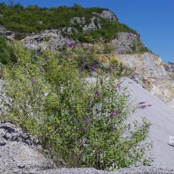 Buddleia du Père David (Élodie-Russier-Decoster)