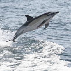 Dauphin commun en saut dans la baie de Douarnenez (Mickaël Buanic, OFB)