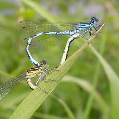 Agrion de mercure : accouplement (Xavier-Houard)