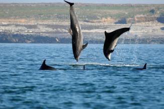 Grands dauphins en plein saut (Sylvain Dromzée/OFB)