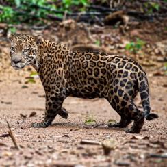 Jaguar (A. Guillem/OFB)